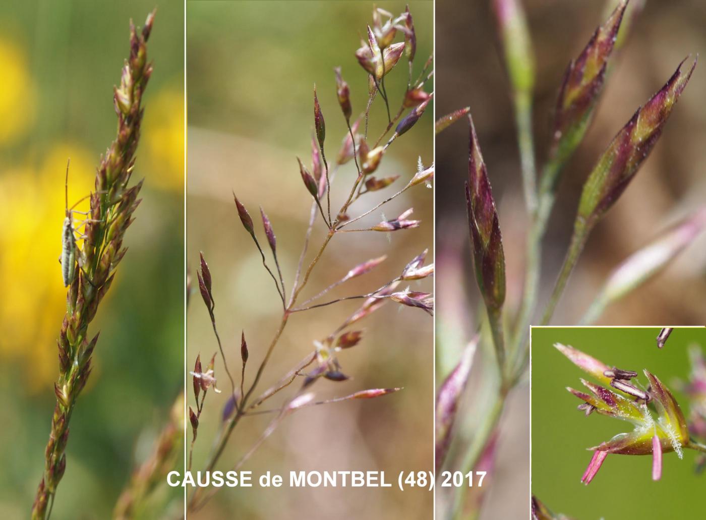 Meadow-grass, (Variegated) flower